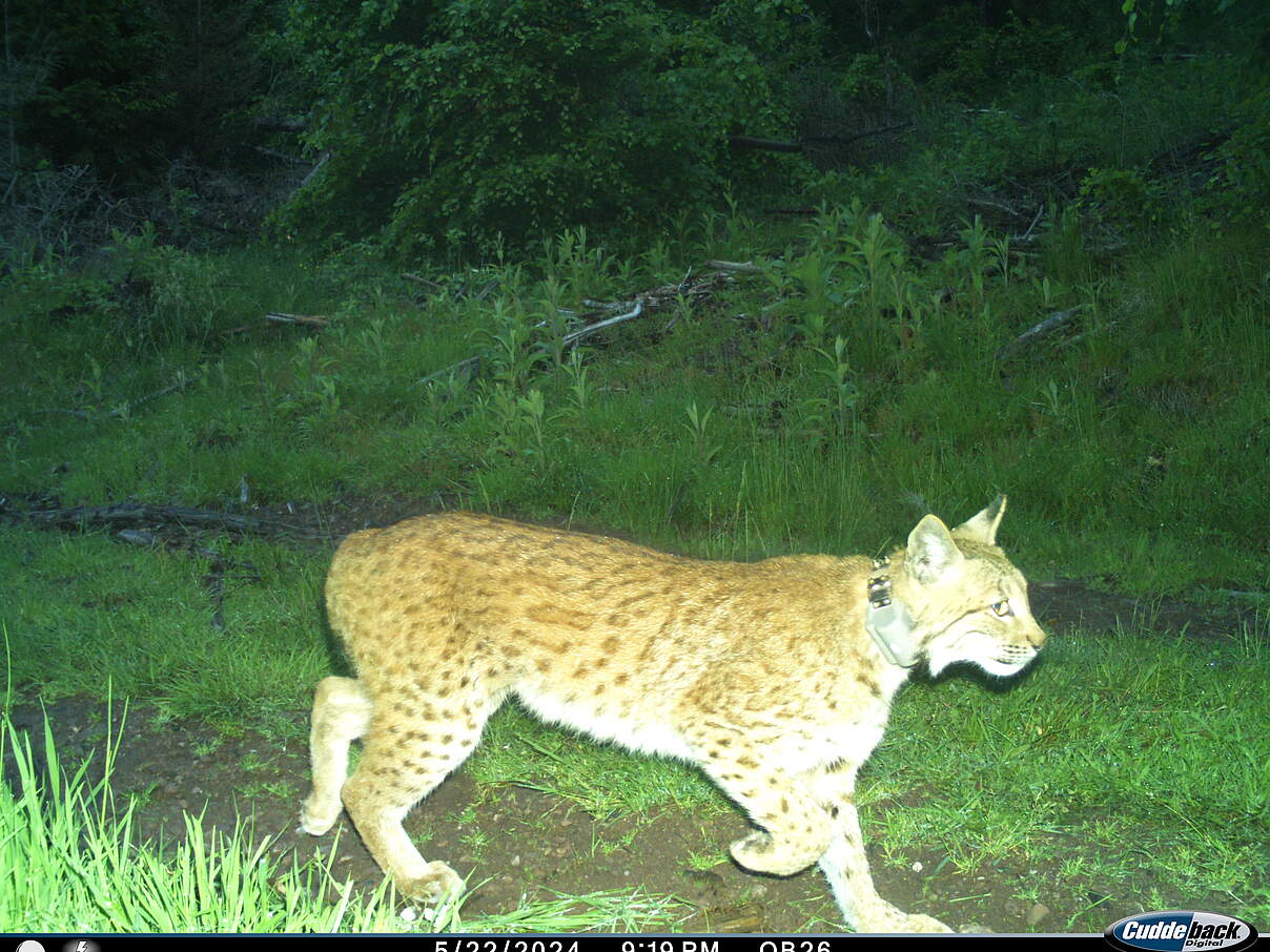 Luchsin Frieda in der Fotofalle © Luchs Thüringen