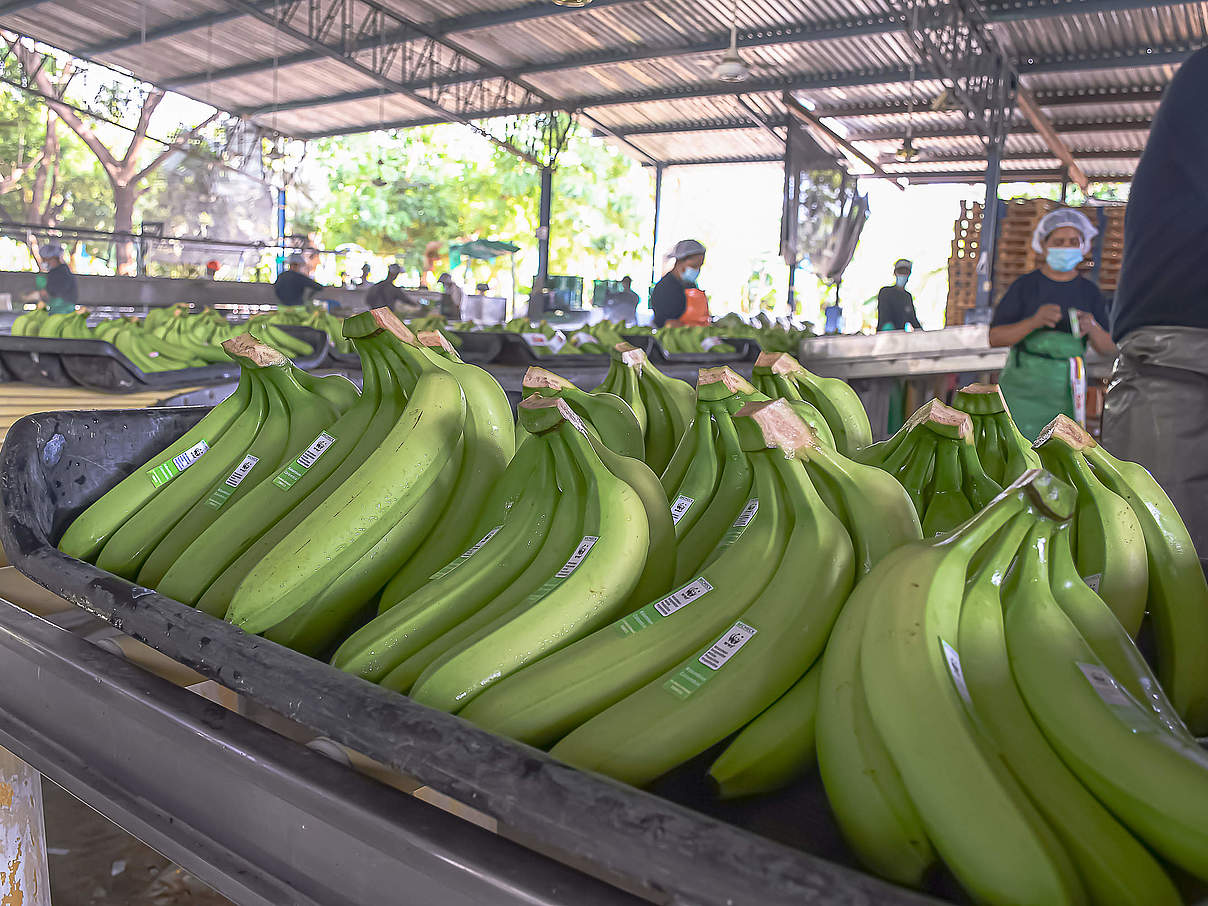 EDEKA-Bananen © Mauricio Marín