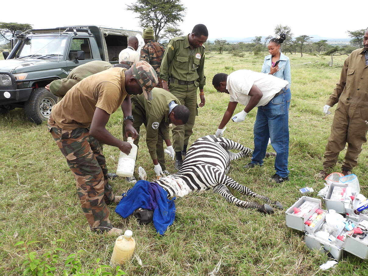 Die Ranger:innen von Elephant Aware versorgen das verletzte Zebra © Elephant Aware