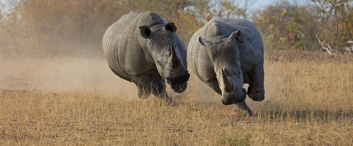 Nashorn-Wilderei: Der Kampf um die verbleibenden Rhinos