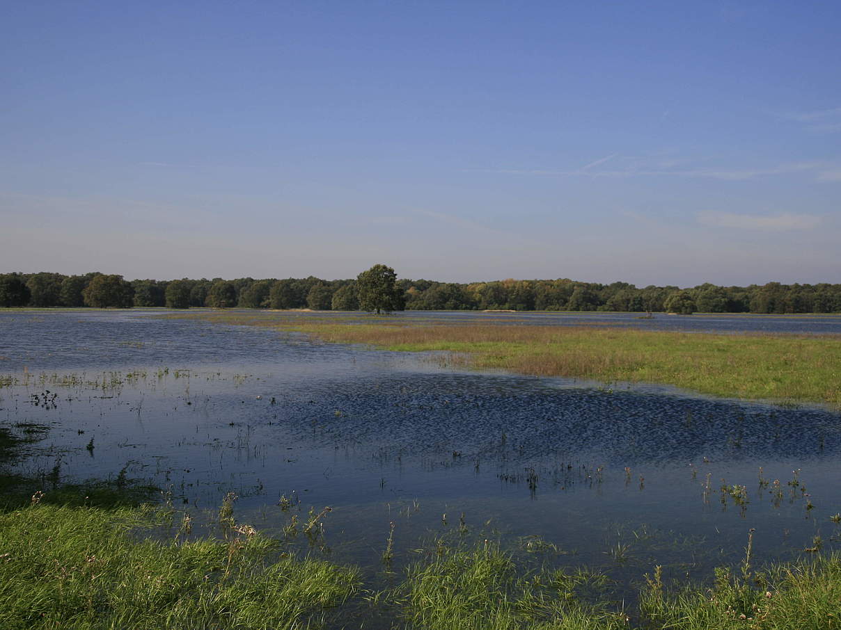 Überflutete Wiese an der mittleren Elbe © Bernd Eichhorn / WWF