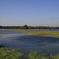 Überflutete Wiese an der mittleren Elbe © Bernd Eichhorn / WWF