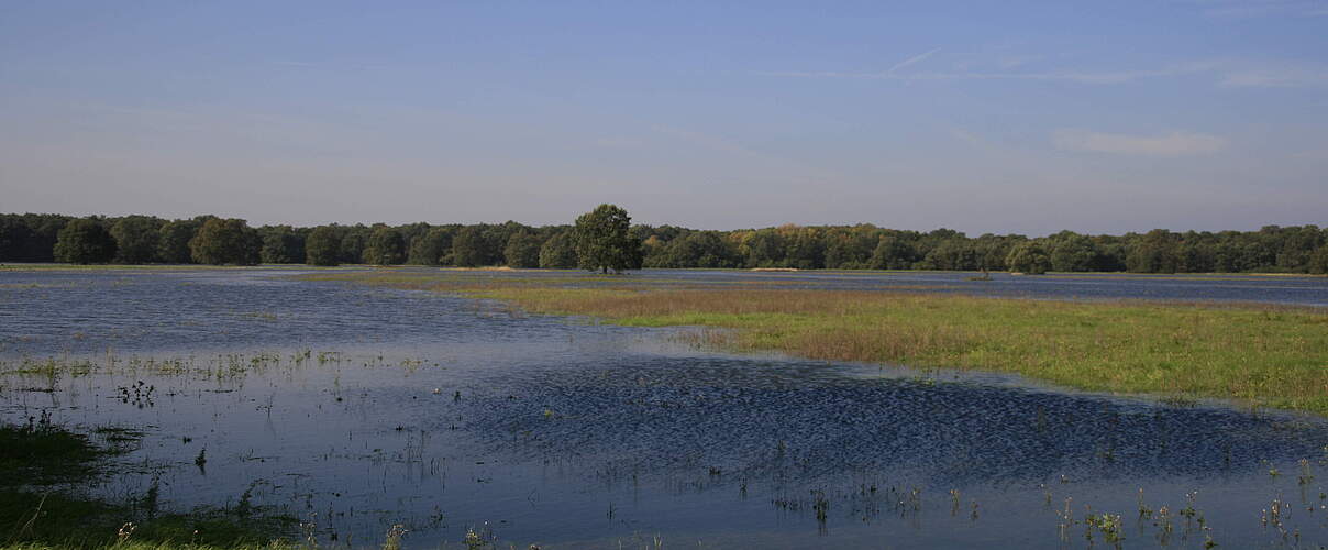 Überflutete Wiese an der mittleren Elbe © Bernd Eichhorn / WWF