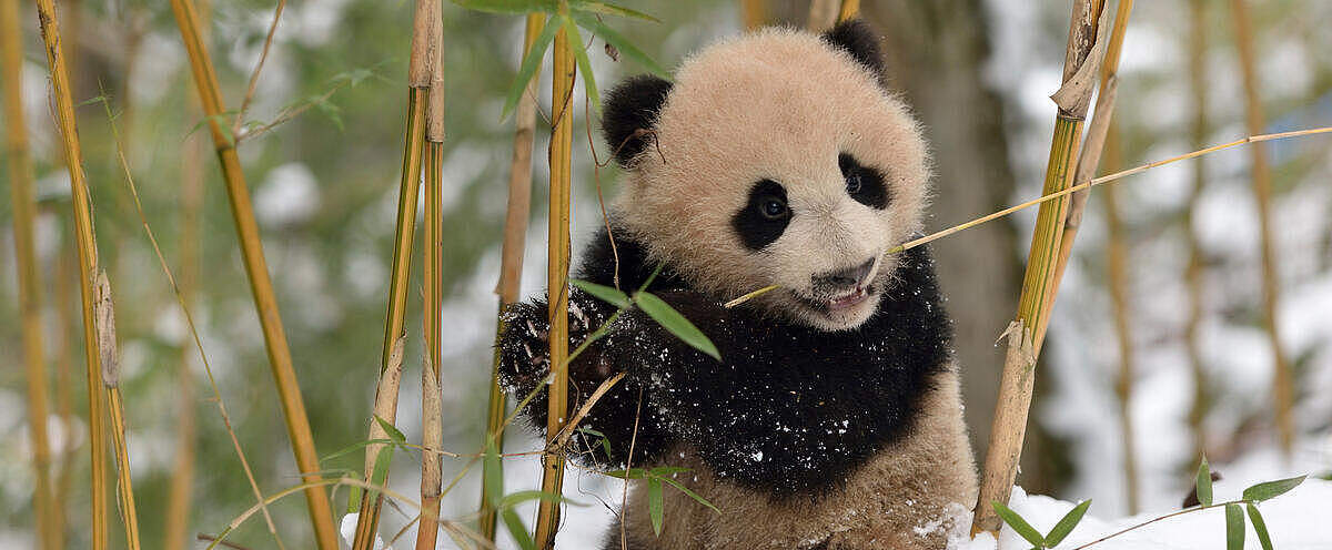 Ein Panda-Jungtier im Schnee in China © naturepl.com / Aflo / WWF