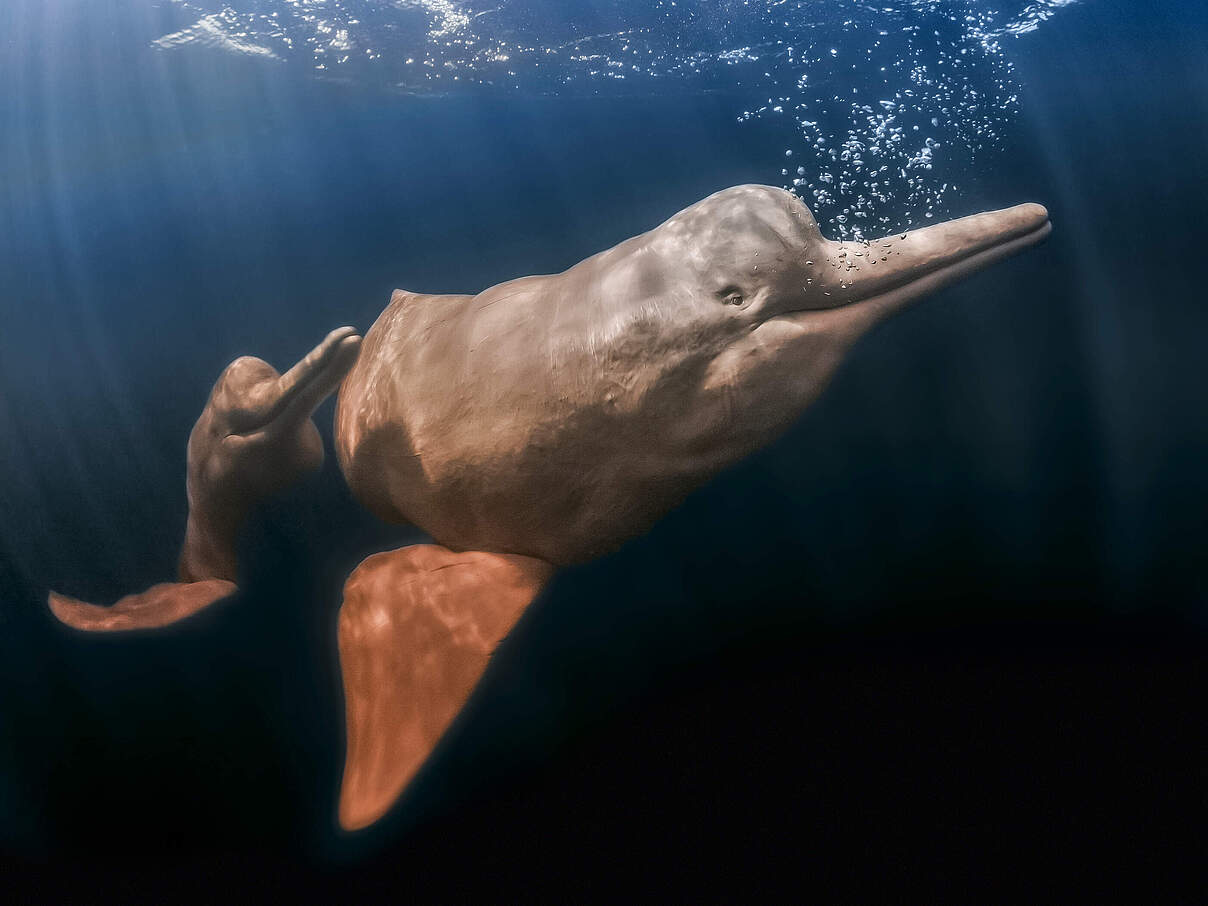 Amazonas-Flussdelfin © Brandon Cole / naturepl.com