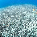 Korallenbleiche © Vincent Kneefel / WWF Netherlands