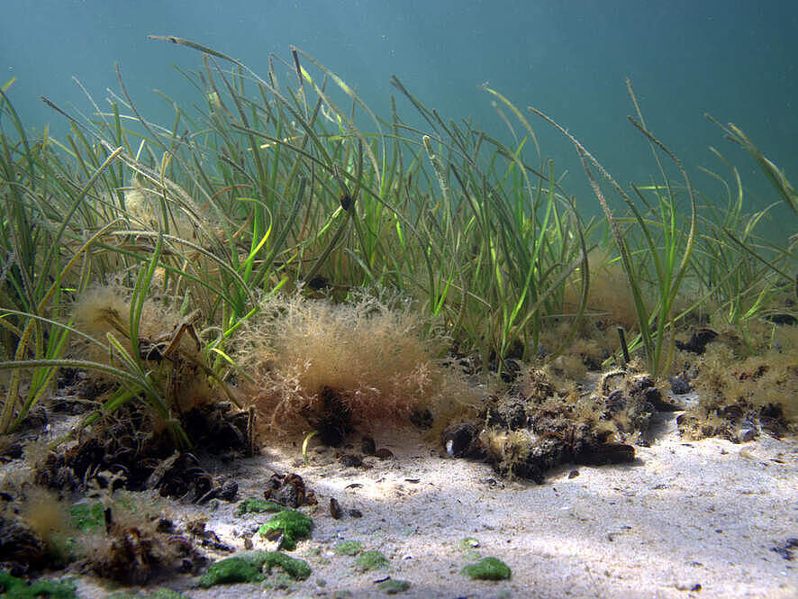 Seegraswiese in der Ostsee © Philipp Kanstinger / WWF Seegraswiese in der Ostsee