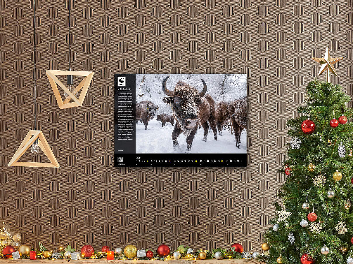 Kalender 2024 in weihnachtlicher Umgebung (Fotomontage) © GettyImages / WWF