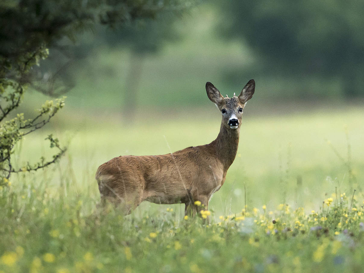 Reh im Wald © Ralph Frank