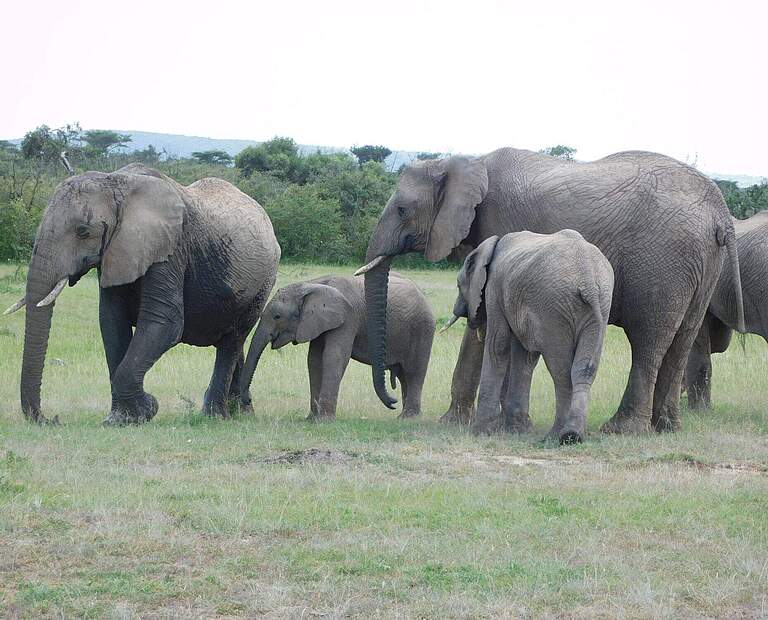 Eine kleine Gruppe Elefanten großer und kleinerer Kälber © Elephant Aware