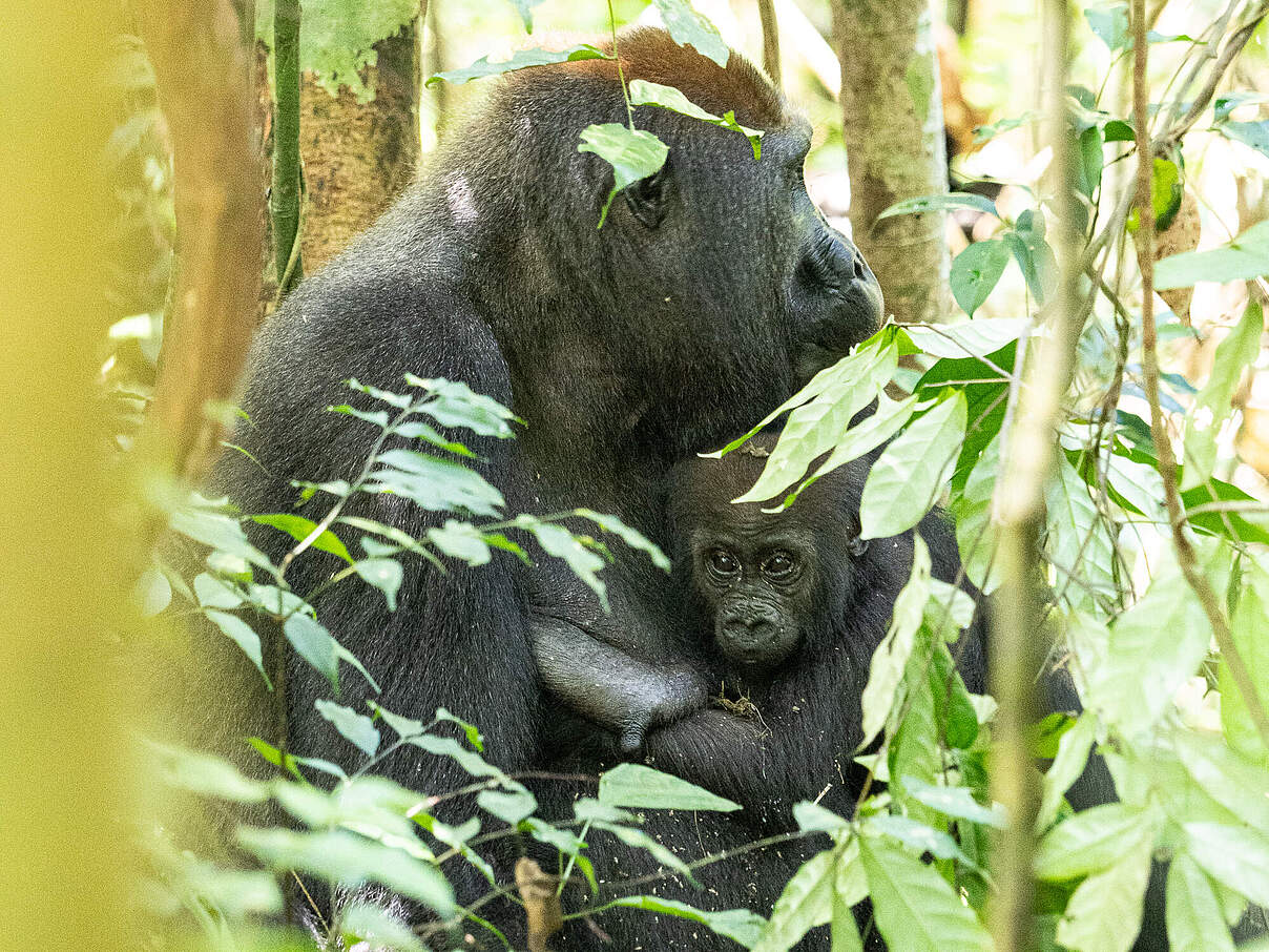 Indolia und ihr Baby © Nuria Ortega / WWF