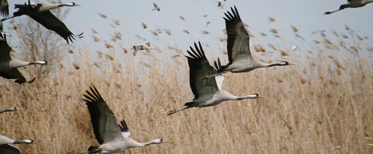 Klimakrise und Insektensterben bedrohen die Populationen des größten Vogels Deutschlands, dem Graukranich. Foto: Thomas Neumann / WWF