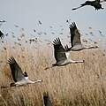 Klimakrise und Insektensterben bedrohen die Populationen des größten Vogels Deutschlands, dem Graukranich. Foto: Thomas Neumann / WWF