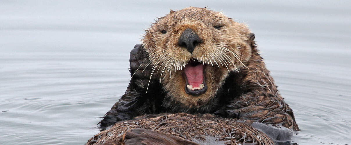 Otter © Jim Lewis