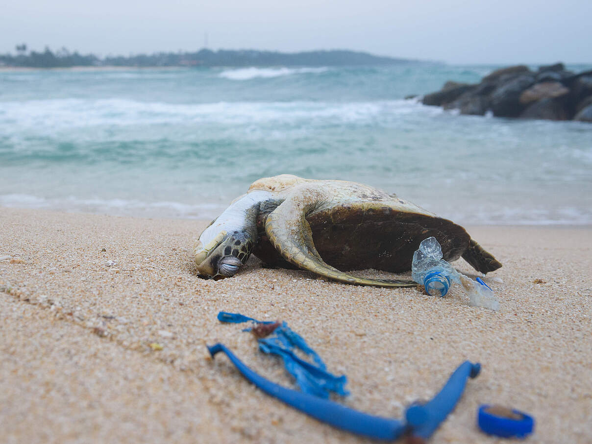 Tote Schildkröte am Strand © GettyImages