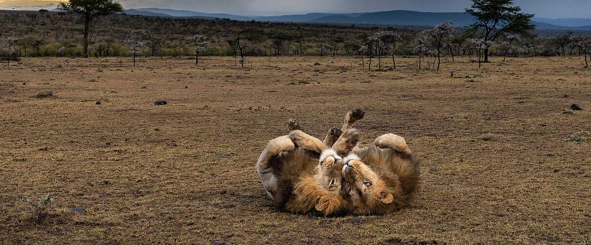 2 Löwen liegen auf ihrem Rücken © naturepl.com / Charlie Hamilton-James / WWF