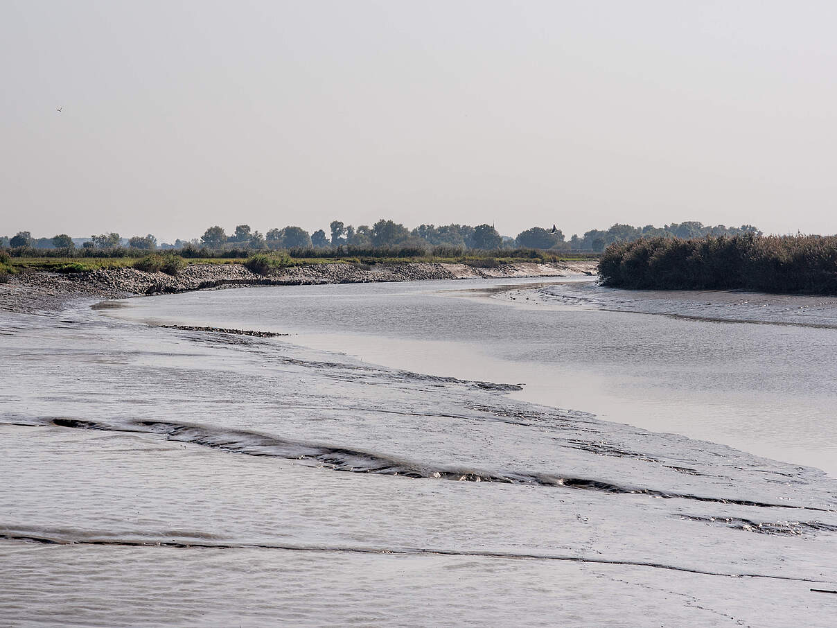 Gewässerlebensräume verlanden Wischhafener Süderelbe © Claudi Nir / WWF