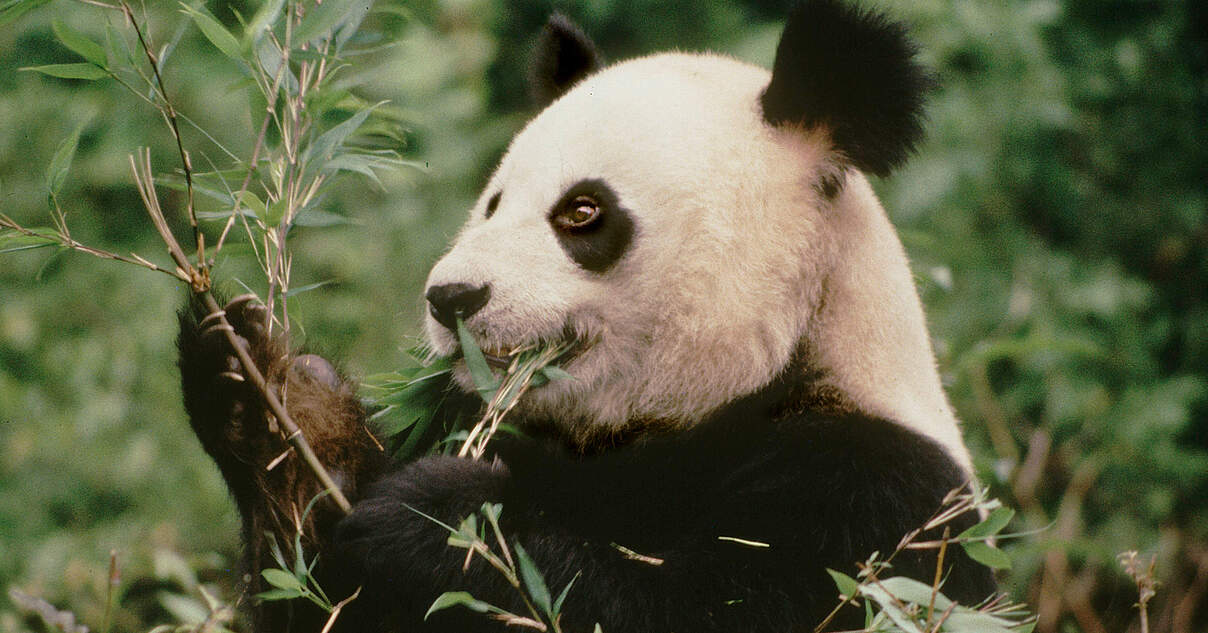 Fakten zum Lebensraum des Großen Pandas