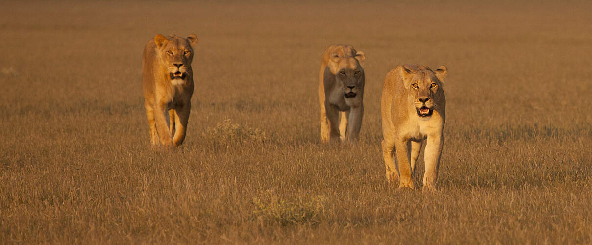 Löwen in Botswana © Court Whelan