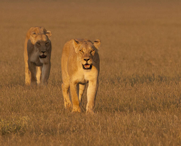 Löwen in Botswana © Court Whelan