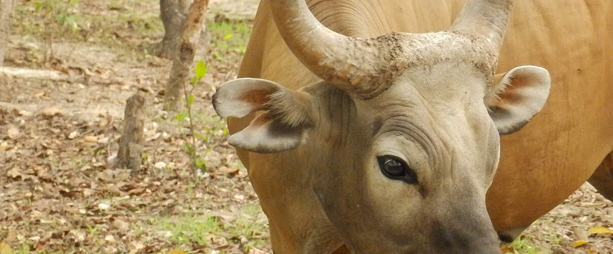 Banteng in Kambodscha © Franko Petri WWF