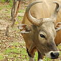 Banteng in Kambodscha © Franko Petri WWF