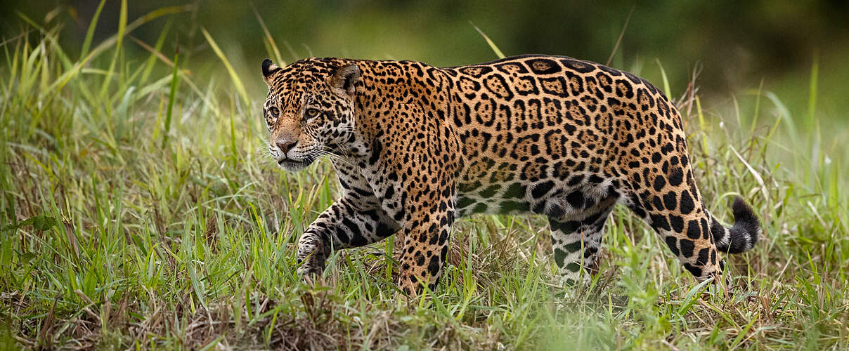 Der Jaguar lebt vor allem im Amazonasgebiet © Shutterstock