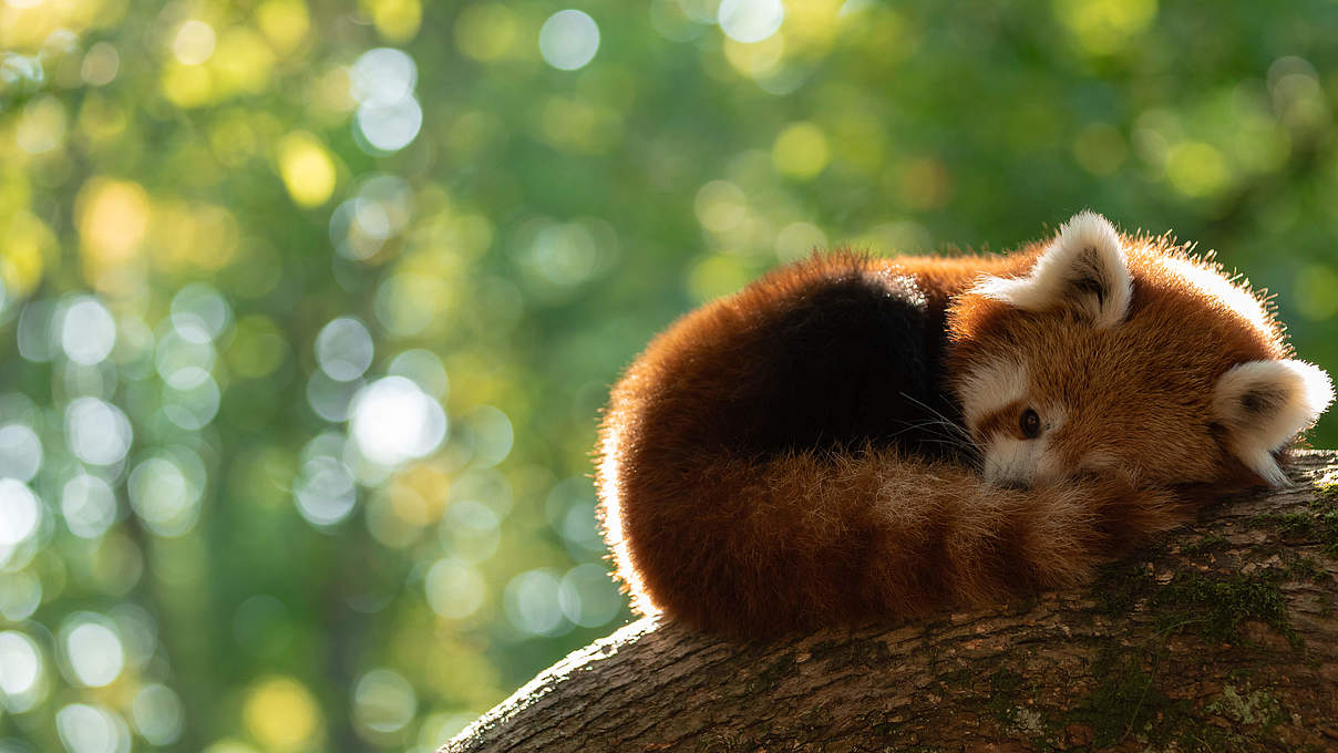 Roter Panda: Kleiner Bär in Gefahr