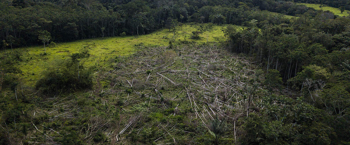 Die Entwaldung in Kolumbien ist in einigen Gebieten zurückgegangen © Paula Andrea Siabato Tobón / WWF Deutschland