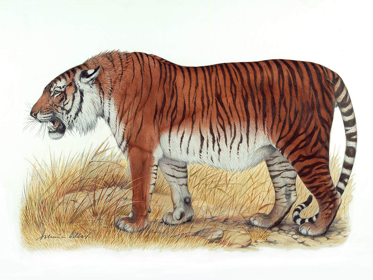 Kaspischer Tiger / Illustration © WWF / Helmut Diller