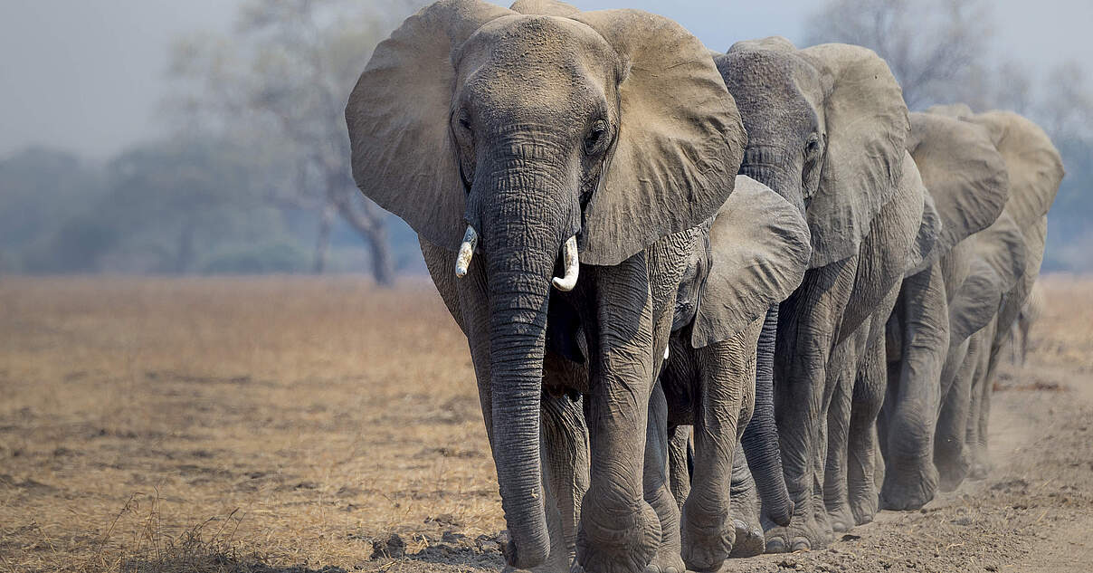 Schützen Sie Überlebensraum für Elefanten in Afrika