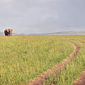 Elefant in der Masai Mara © Daniel Crous / WWF