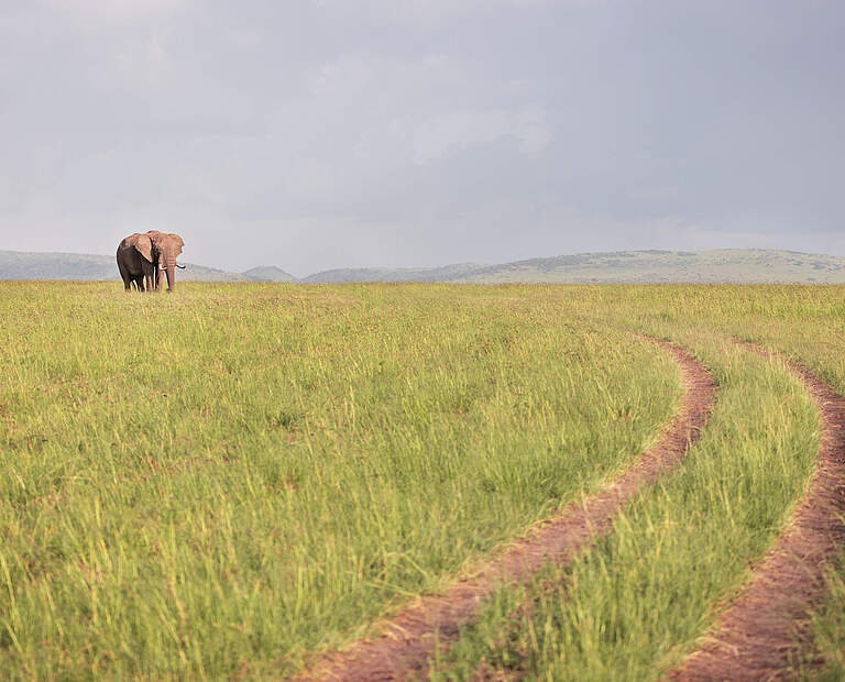 Elefant in der Masai Mara © Daniel Crous / WWF