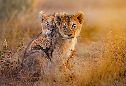 Junge Löwen © Shutterstock / Theodore Mattas / WWF-Sweden