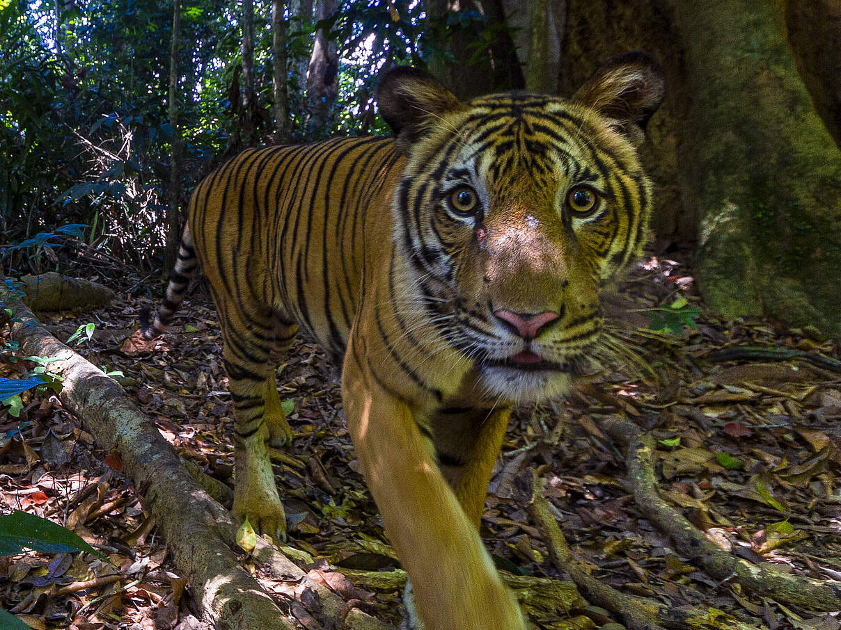 Tiger in Kamerafalle in Malaysia © Emmanuel Rondeau / WWF US