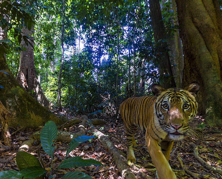 Tiger in Kamerafalle in Malaysia © Emmanuel Rondeau / WWF US