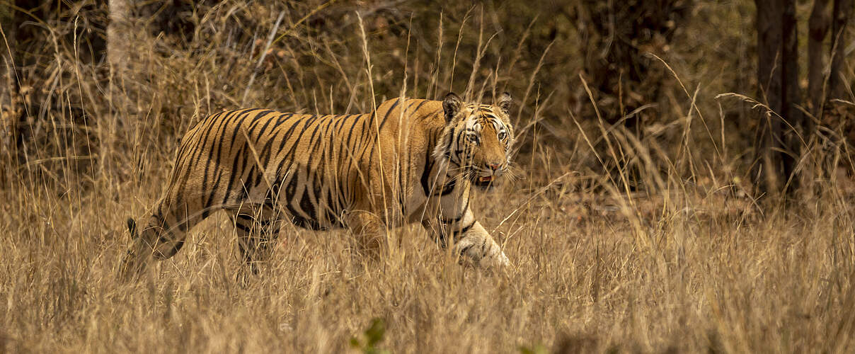 Bengal-Tiger in Indien © GettyImages / Sourabh Bharti