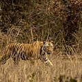 Bengal-Tiger in Indien © GettyImages / Sourabh Bharti