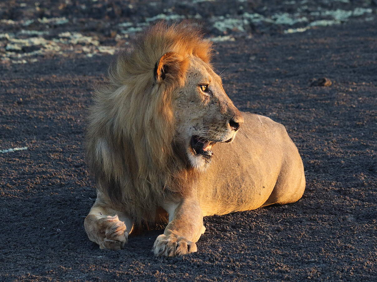 Löwe im Nyerere Nationalpark © Lion Landscapes