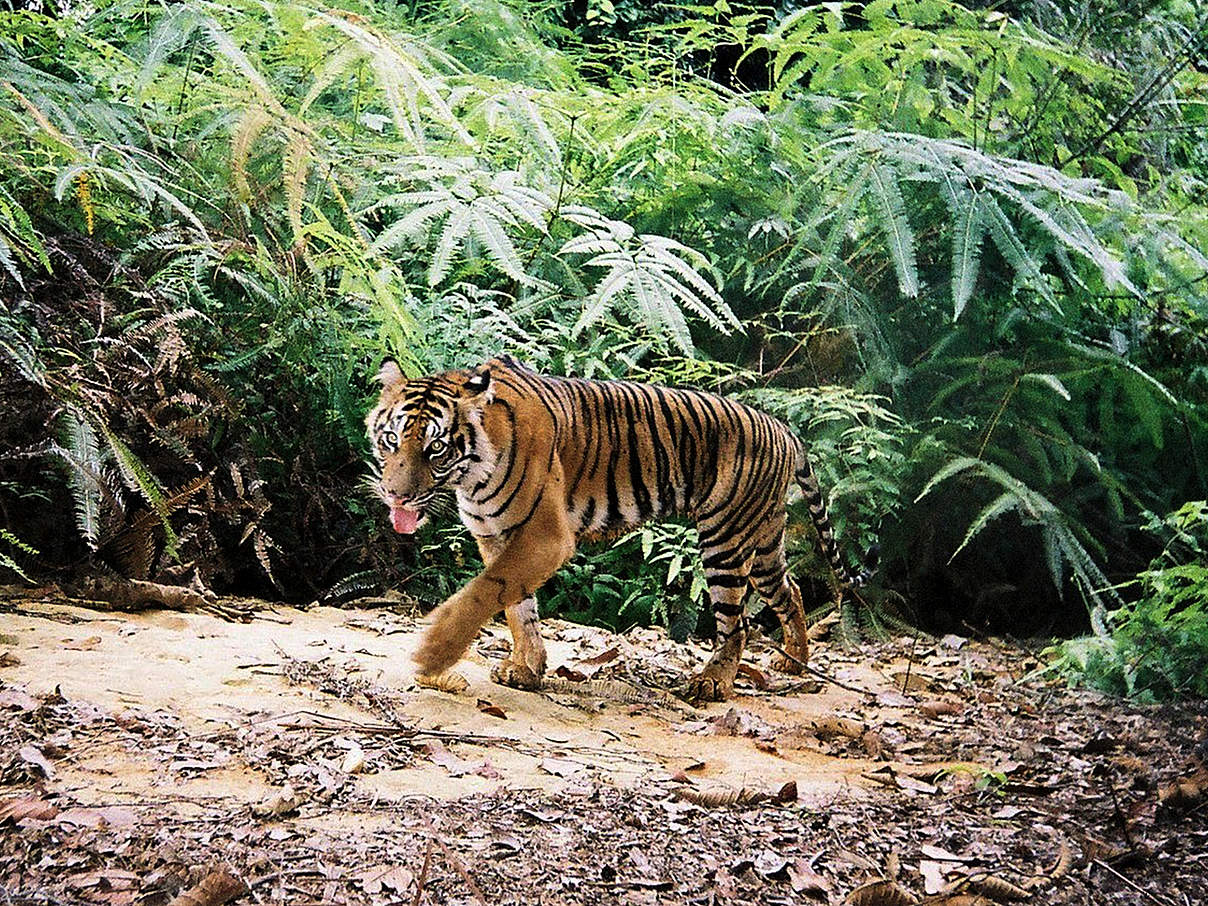 Kamerafallenfoto eines jungen Sumatra-Tigers im Wald von Bukit Betabuh © Tiger Survey Team / WWF Indonesien