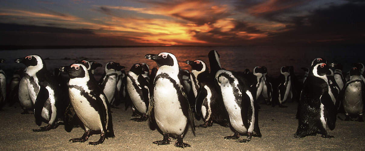 Brillenpinguin © Martin Harvey WWF