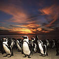 Brillenpinguin © Martin Harvey WWF