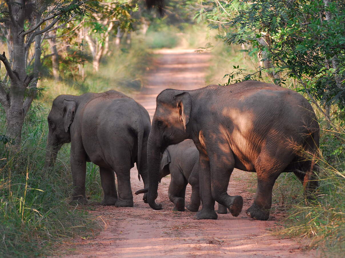 Asiatische Elefanten im Kui-Buri-Nationalpark © Anton Vorauer / WWF