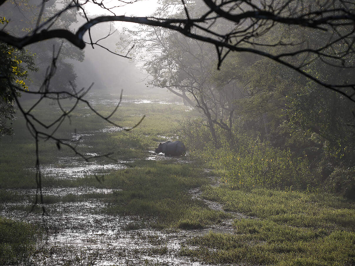 Chitwan-Nationalpark © Narendra Shrestha / WWF UK