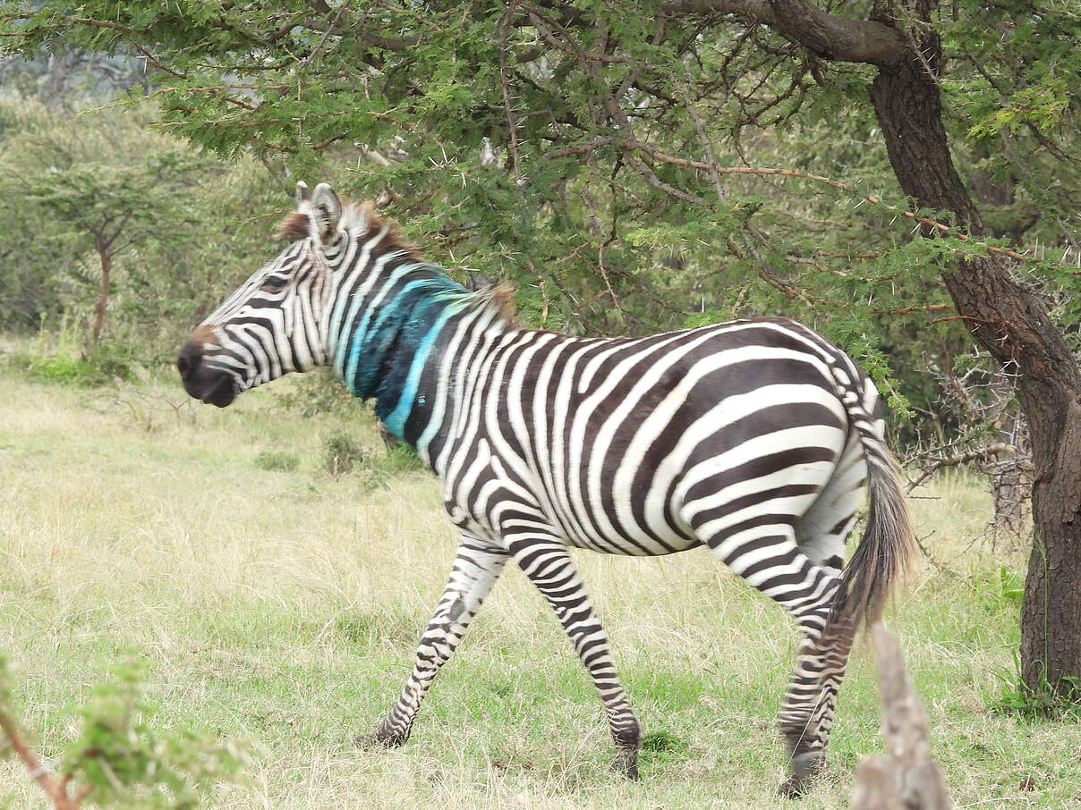 Das verletzte Zebra auf dem Weg der Besserung © Elephant Aware