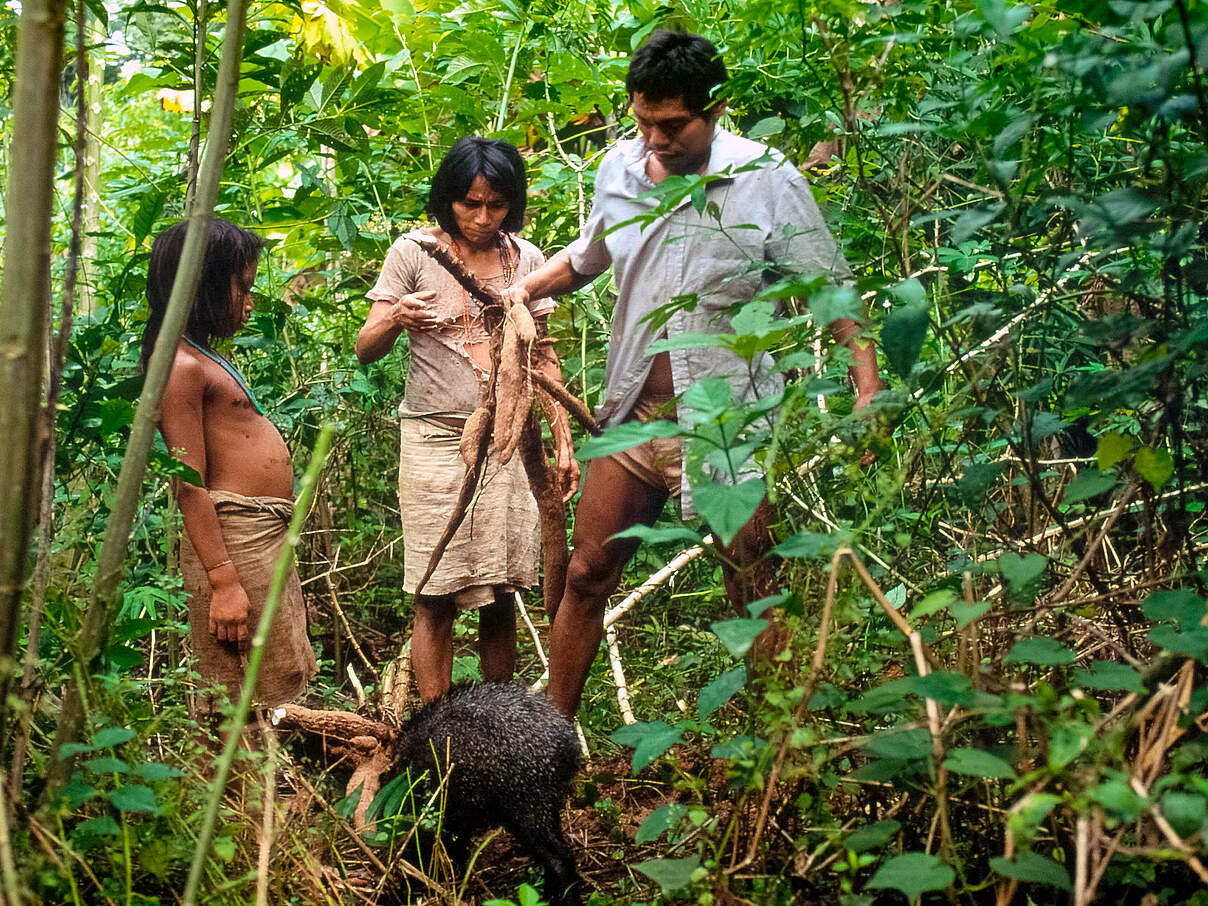 Machiguenga Familie beim Sammeln von Yuca- und Manioc- Wurzeln © André Baertschi / WWF