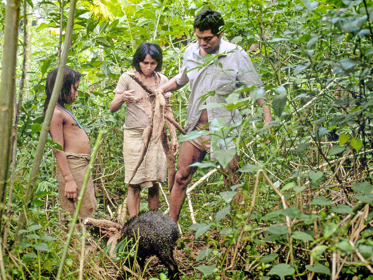 Machiguenga Familie beim Sammeln von Yuca- und Manioc- Wurzeln © André Baertschi / WWF