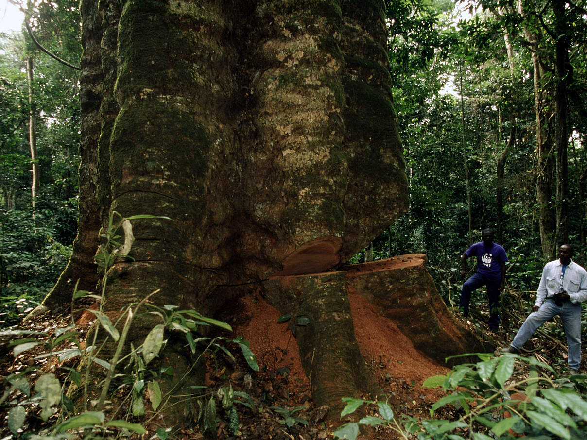 Ein teilweise gefällter Baum nahe Minkébé Forest in Gabun © Michel Gunther / WWF