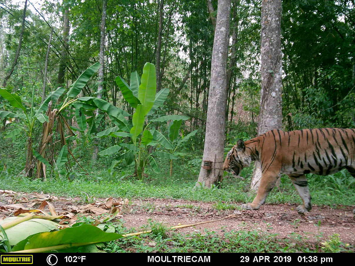 Mit einer Fotofalle aufgenommener Tiger in Huai Khao Khaeng in Thailand © DNP / WWF-Thailand