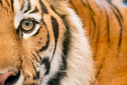 Tiger © ThinkstockPhotos